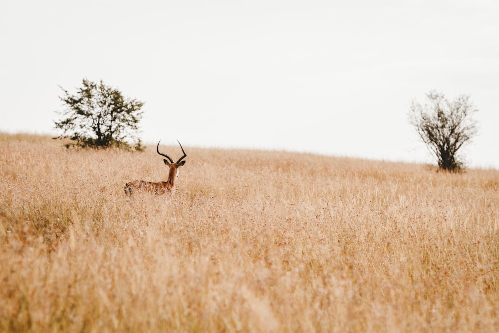 antelope in open area surrounded by grass