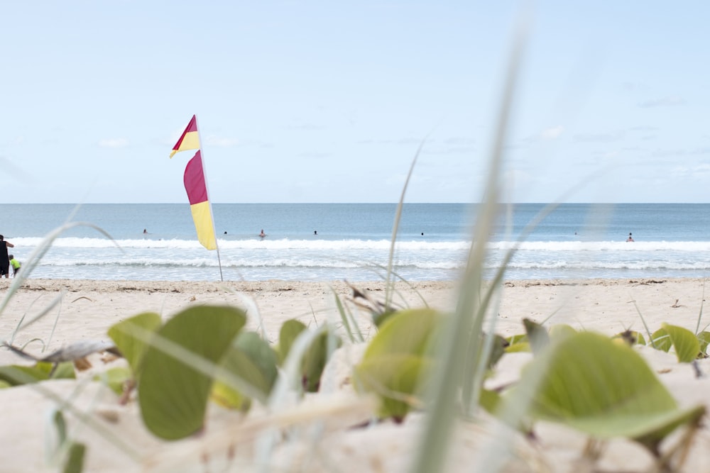 green plants on seashore