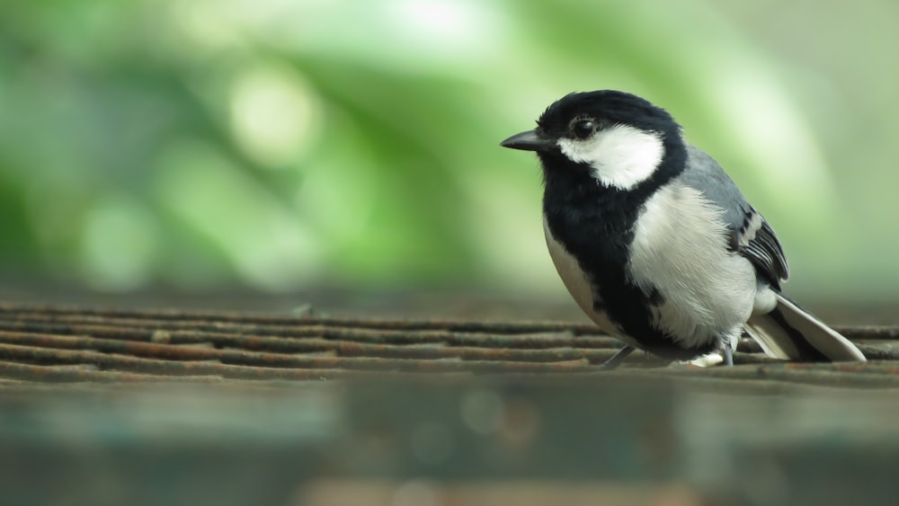 white and black bird