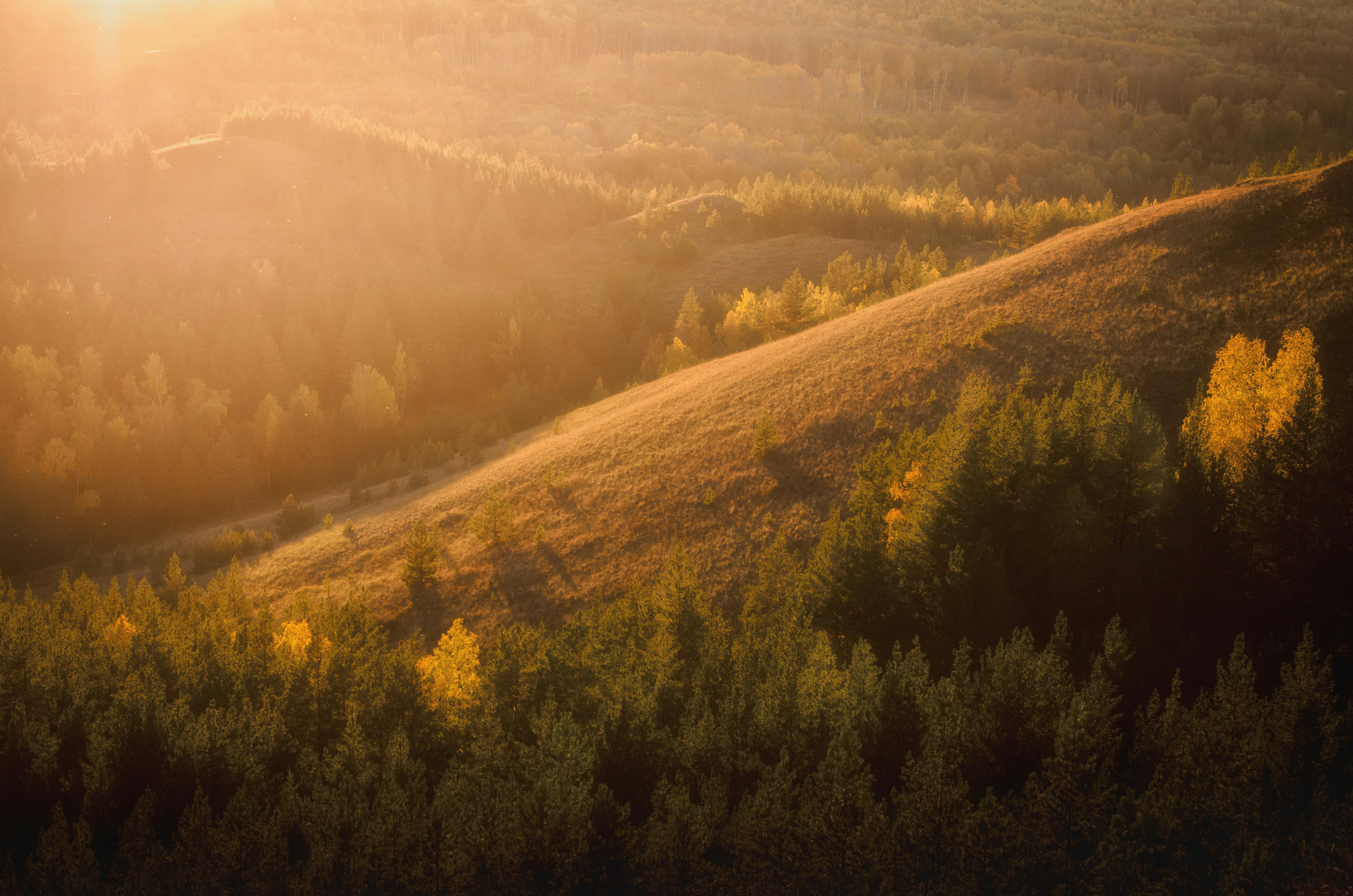 green trees on hill