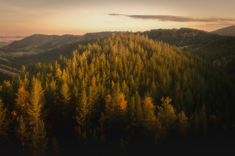 Wald und Berge in der Ferne während der goldenen Stunde