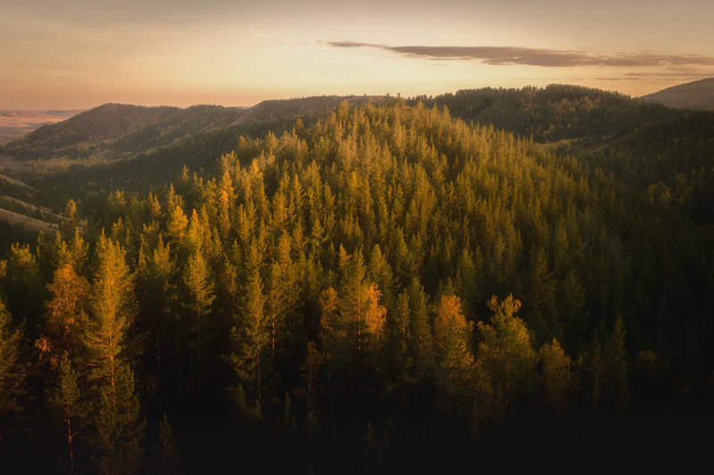 Forested ridgeline stretching toward distant mountains at golden hour