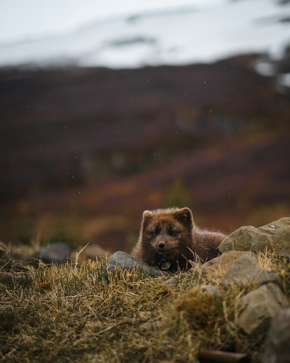 brown bear