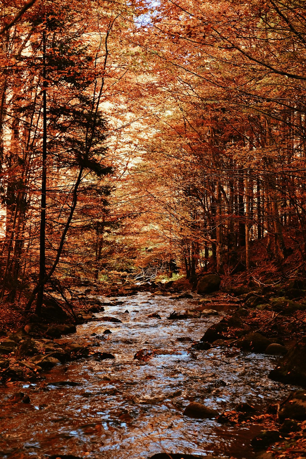 Arbres rouges