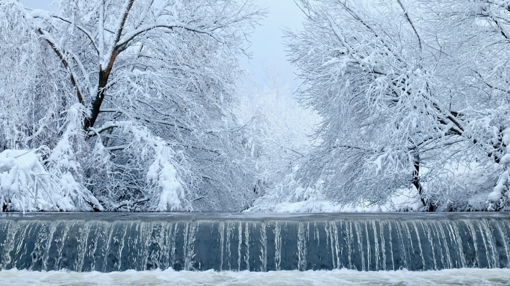 landscape photography of trees covered by snow