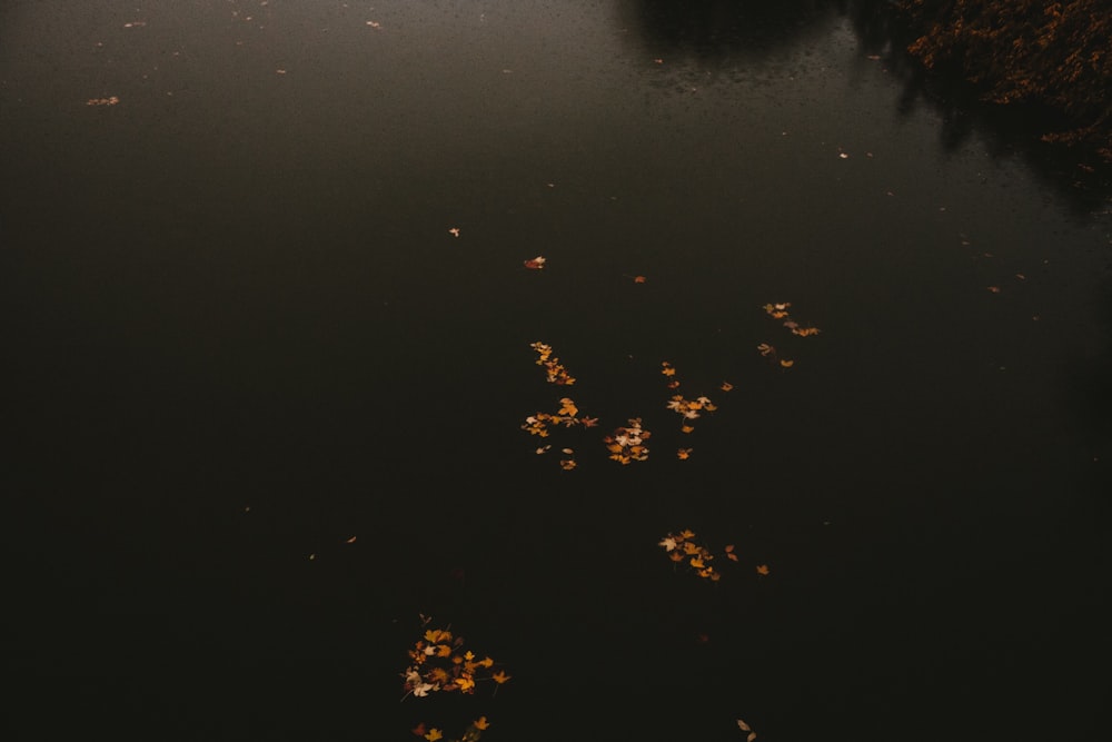 Vista a volo d'uccello dell'acqua