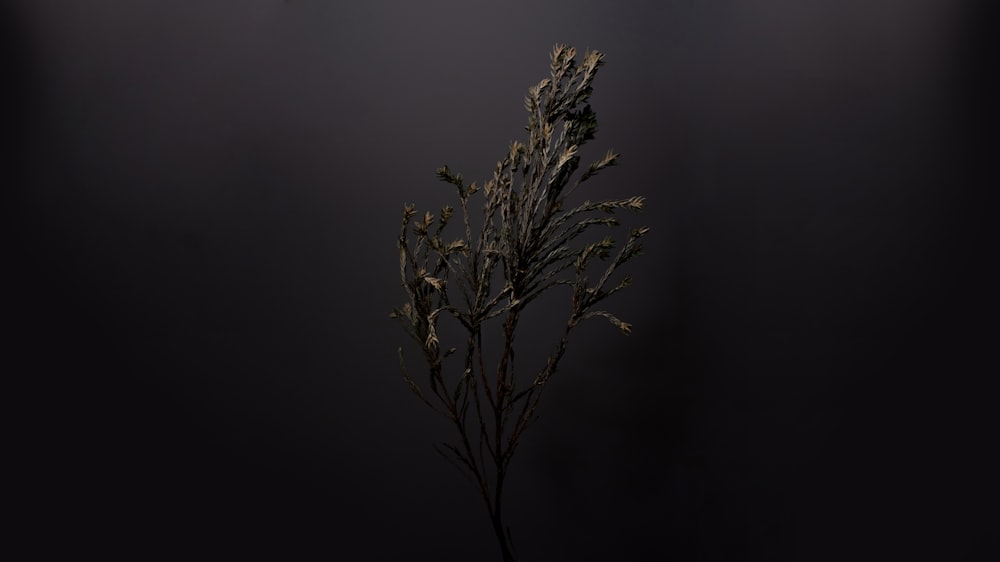 잎이 없는 식물의 선택적 초점 사진