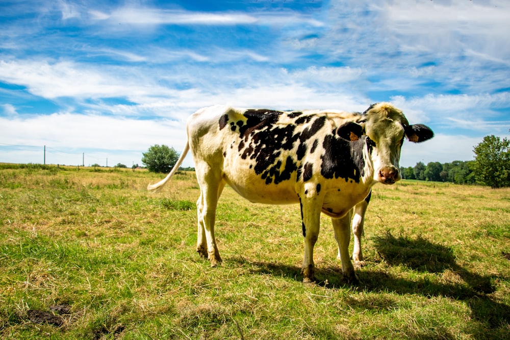 Vaca branca e preta em pé no campo de grama verde