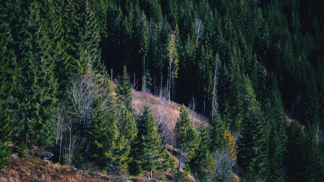travelers stories about Spruce-fir forest in Barajul Lacului OaÈ™a, Romania