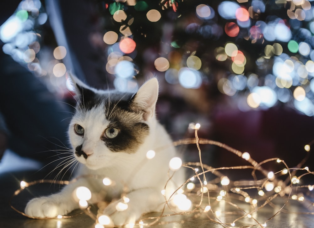 black and white cat lyes beside lighted string light