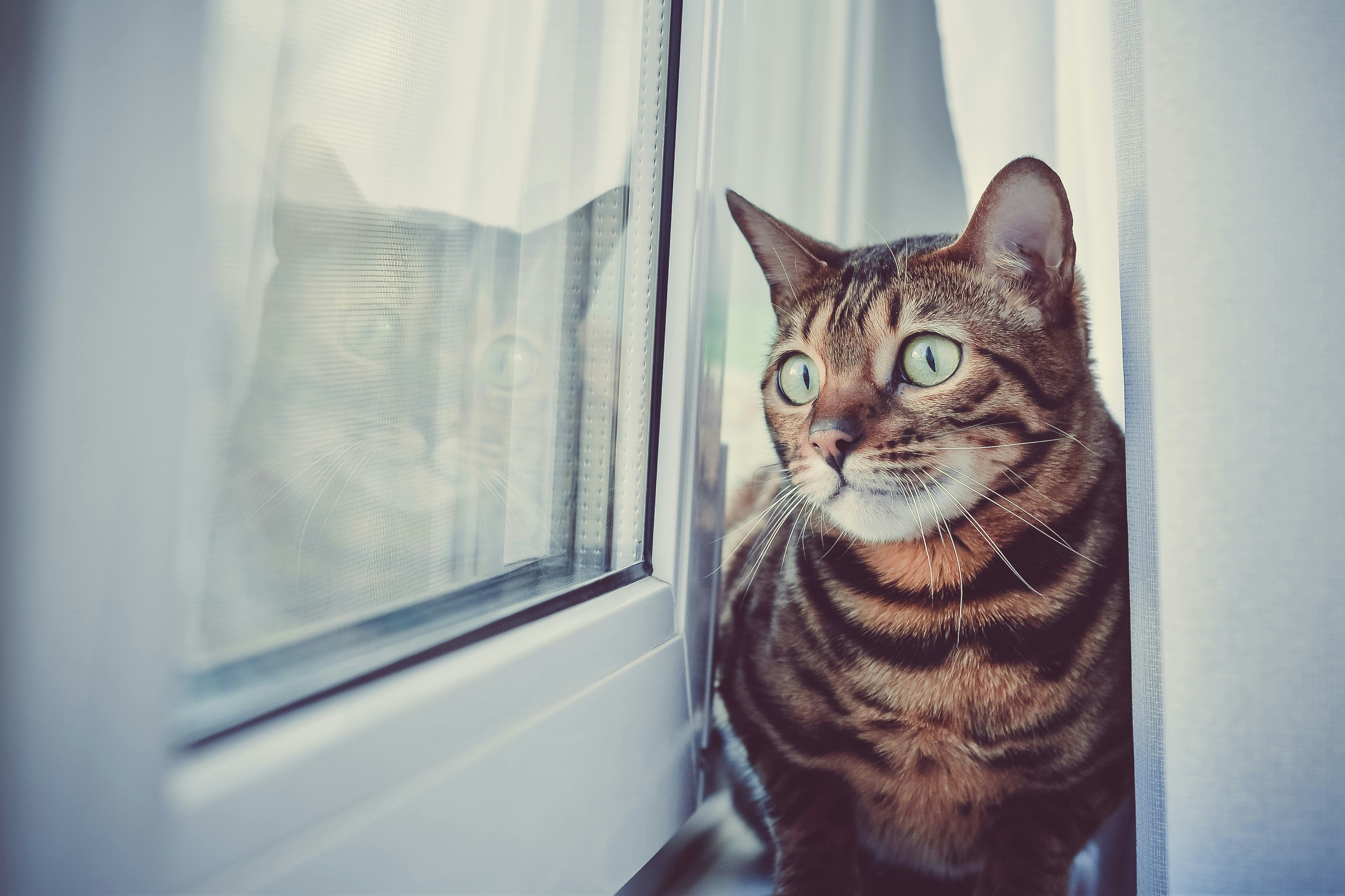 brown tabby cat beside glass window