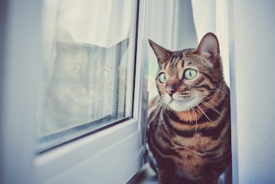 Effektive Möglichkeiten, Kabelkauen von Katzen zu verhindern und zu schützen