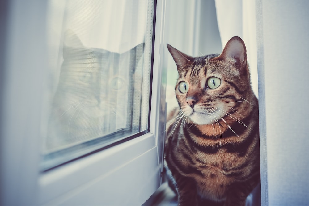 brown tabby cat beside glass window