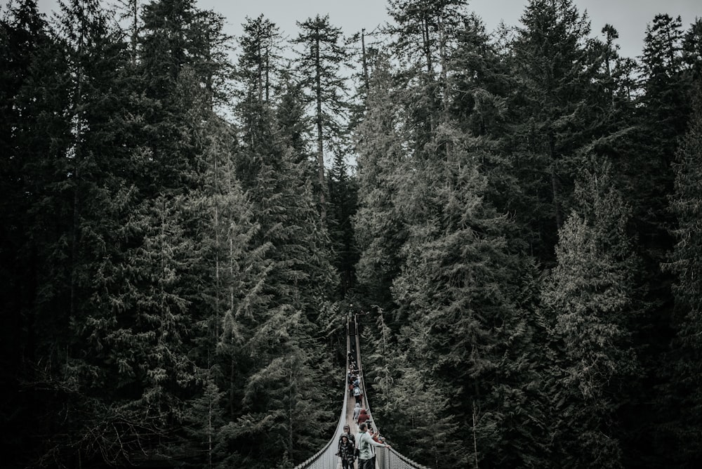 people crossing hanging bridge in forest