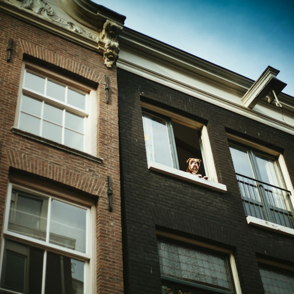 dog on open window