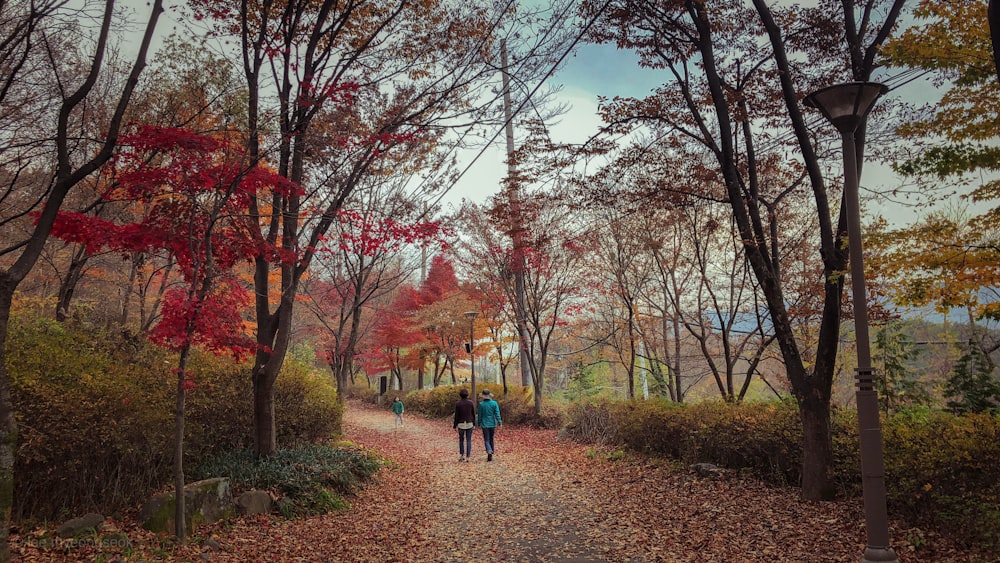 people walking on road