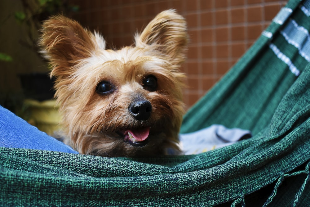 short-coated tan dog