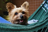 short-coated tan dog