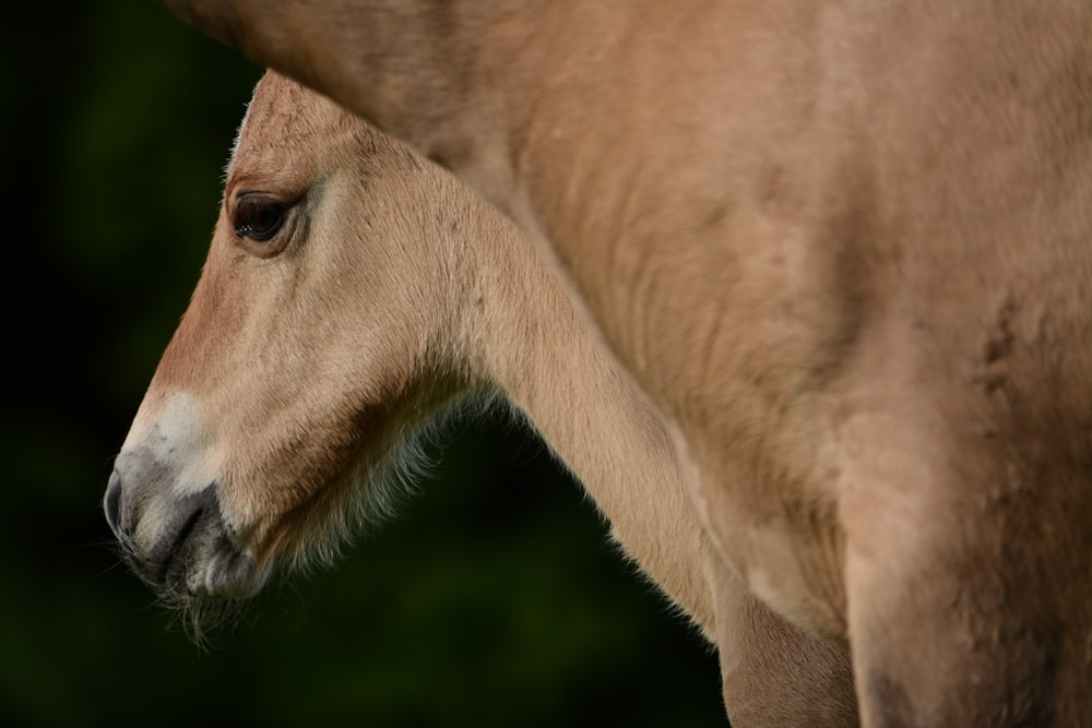 brown horse