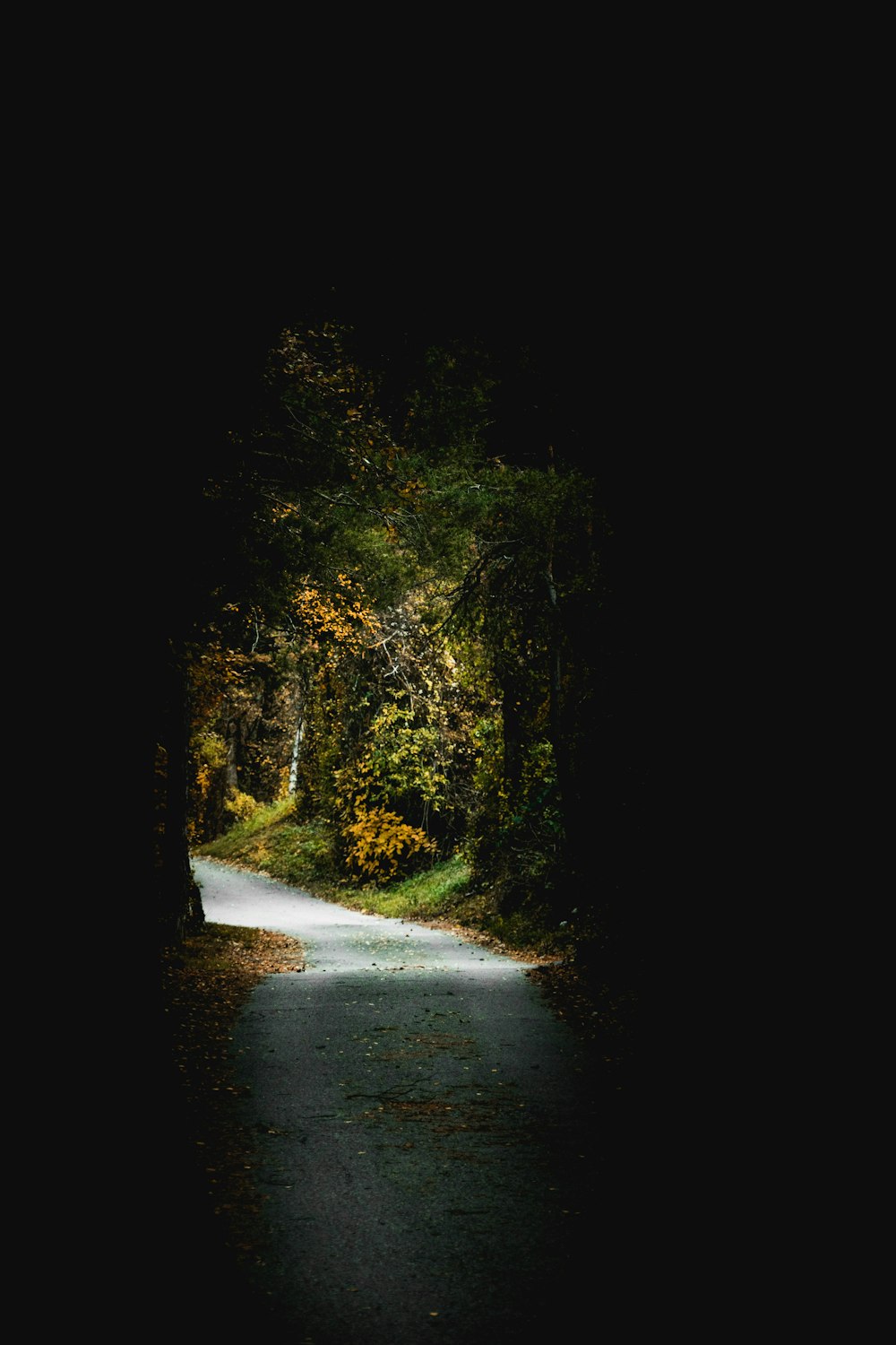 tunnel leading to road surrounded with trees