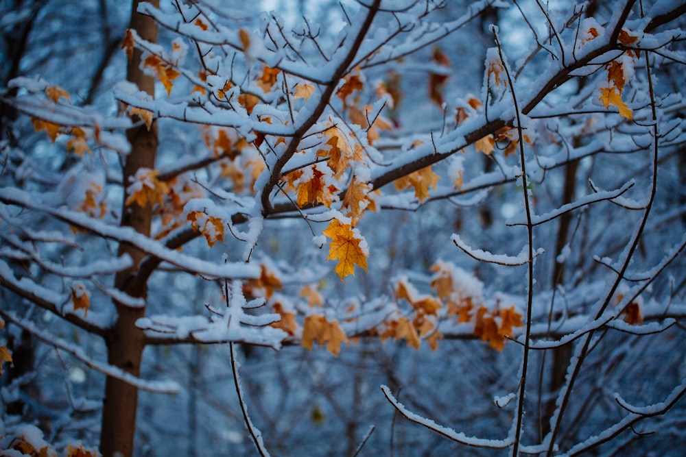 alberi spogli coperti di neve