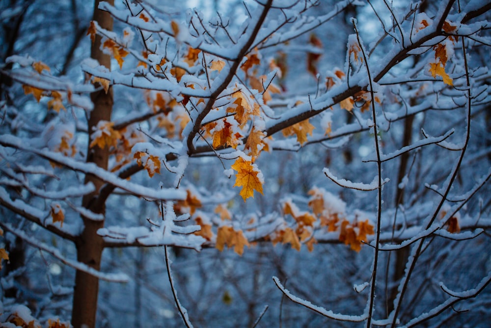 snow covered bare trees