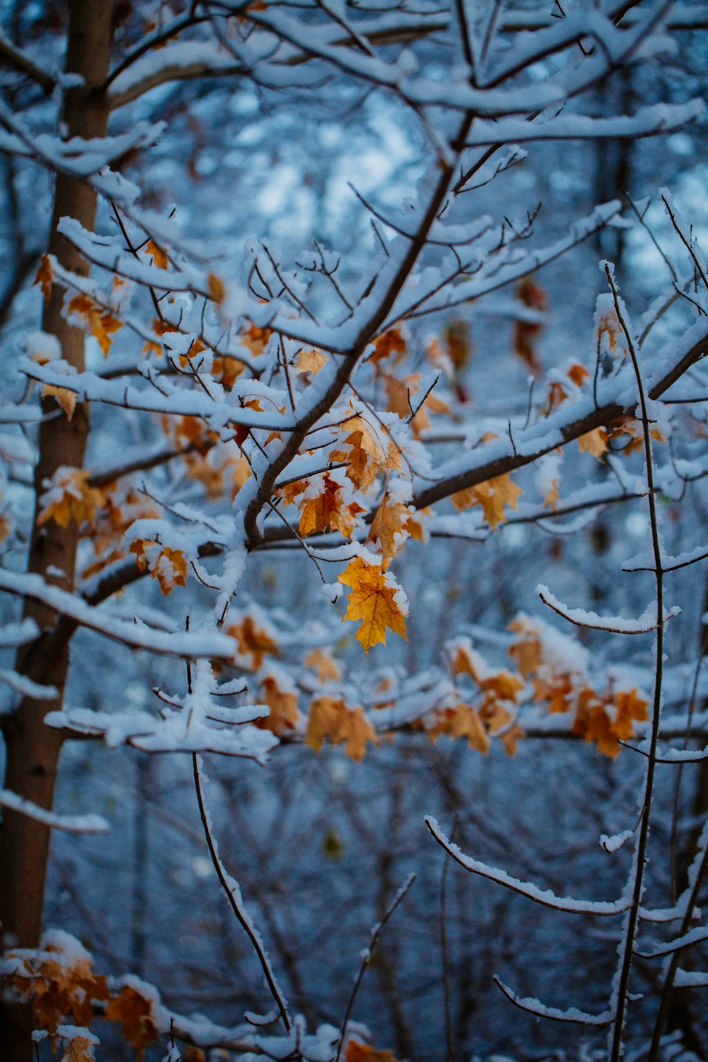 brown petaled flower tree with snows