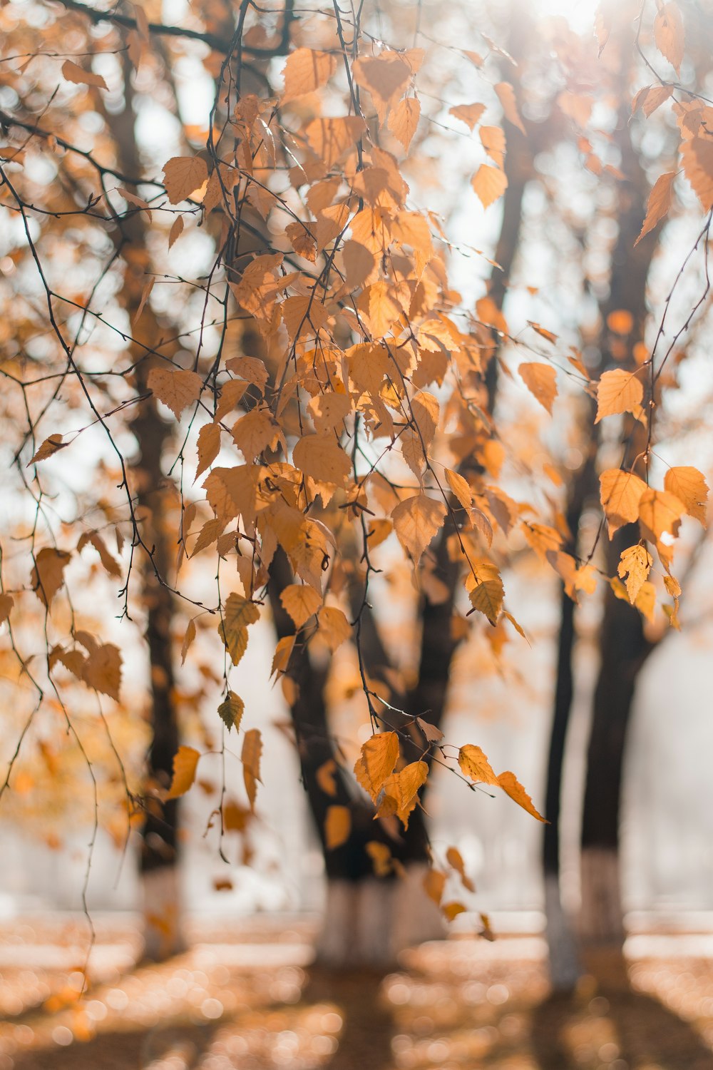 orange maple tree during daytime