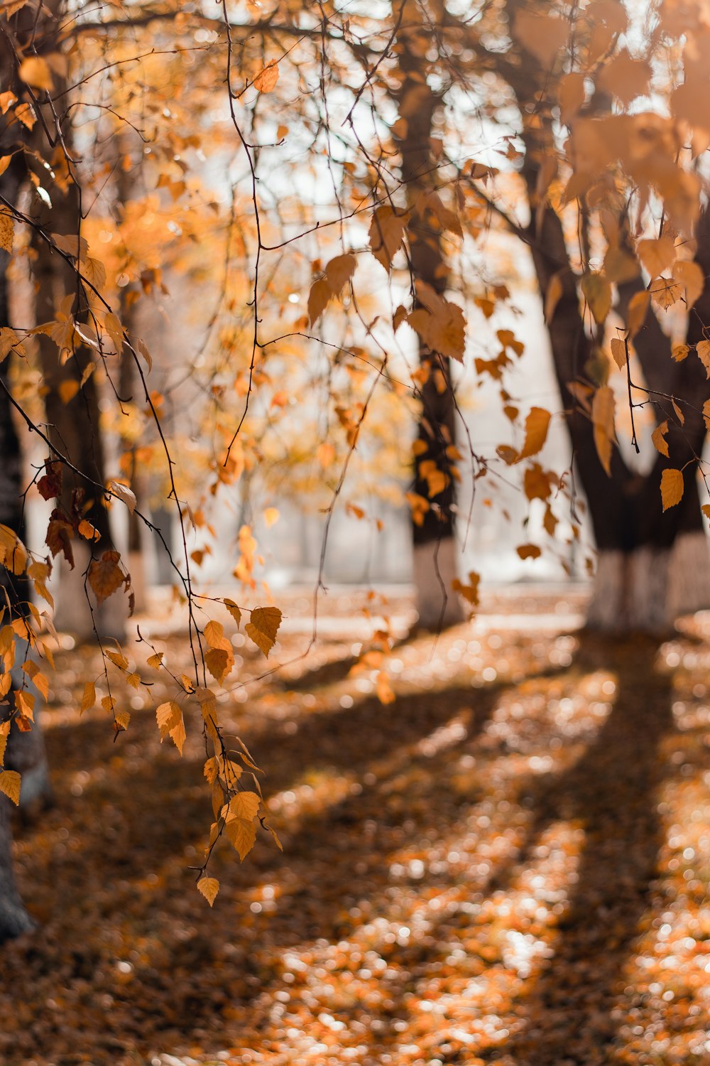 Fotografia a fuoco selettiva di foglie gialle appese all'albero