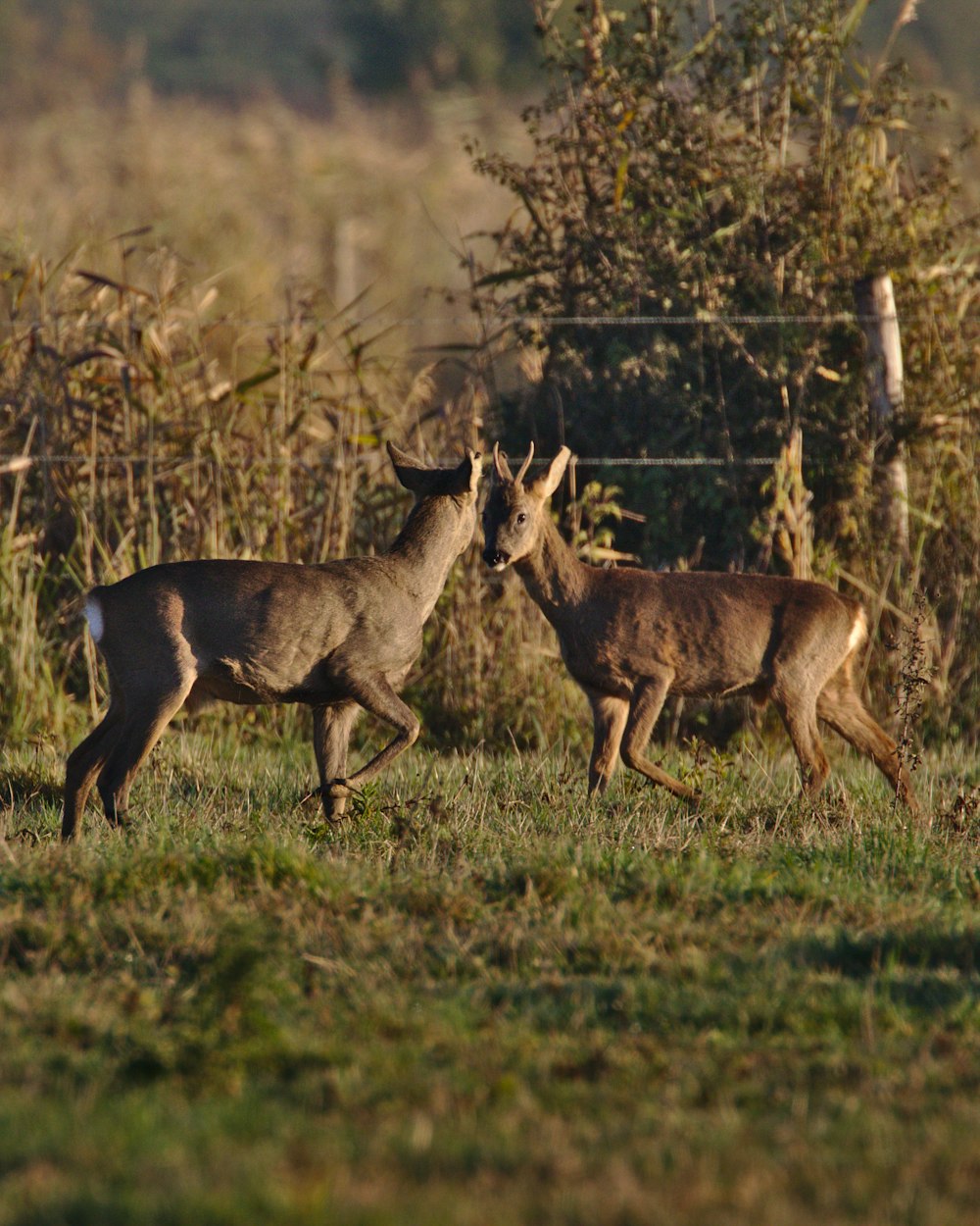 two gray deers by fence during daytime
