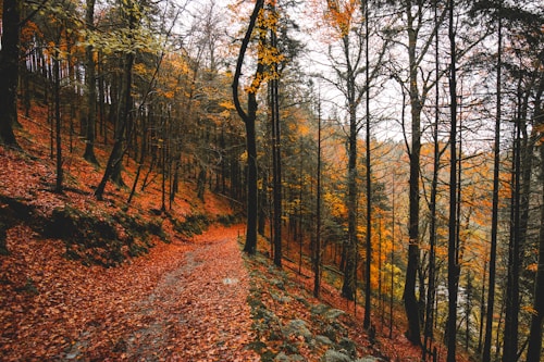 A serene forest scene with tall trees featuring autumn leaves, ranging from golden yellow to deep orange. The forest floor is covered with fallen leaves, creating a warm, earthy palette. A narrow path meanders through the dense foliage, suggesting a tranquil and inviting trail.