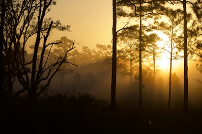 A serene forest scene with tall trees silhouetted against the golden light of sunrise or sunset. Mist cloaks the landscape, casting soft shadows and creating an ethereal atmosphere. The sun is partially obscured, enhancing the warm glow and adding depth to the mist.