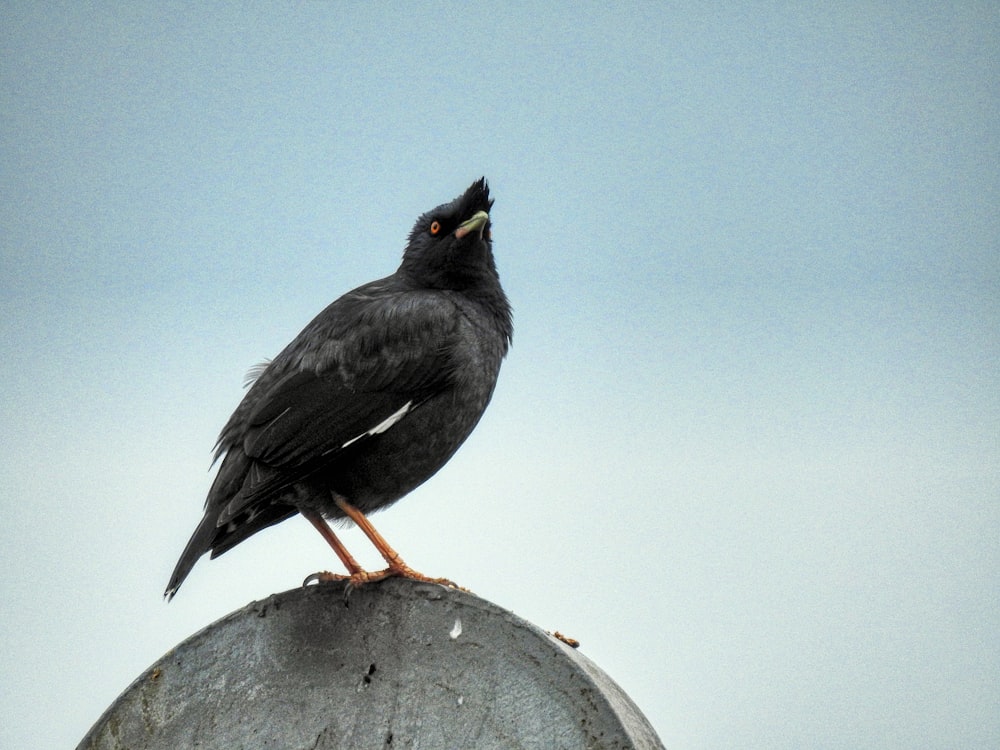 black bird perched on gray concrete wall
