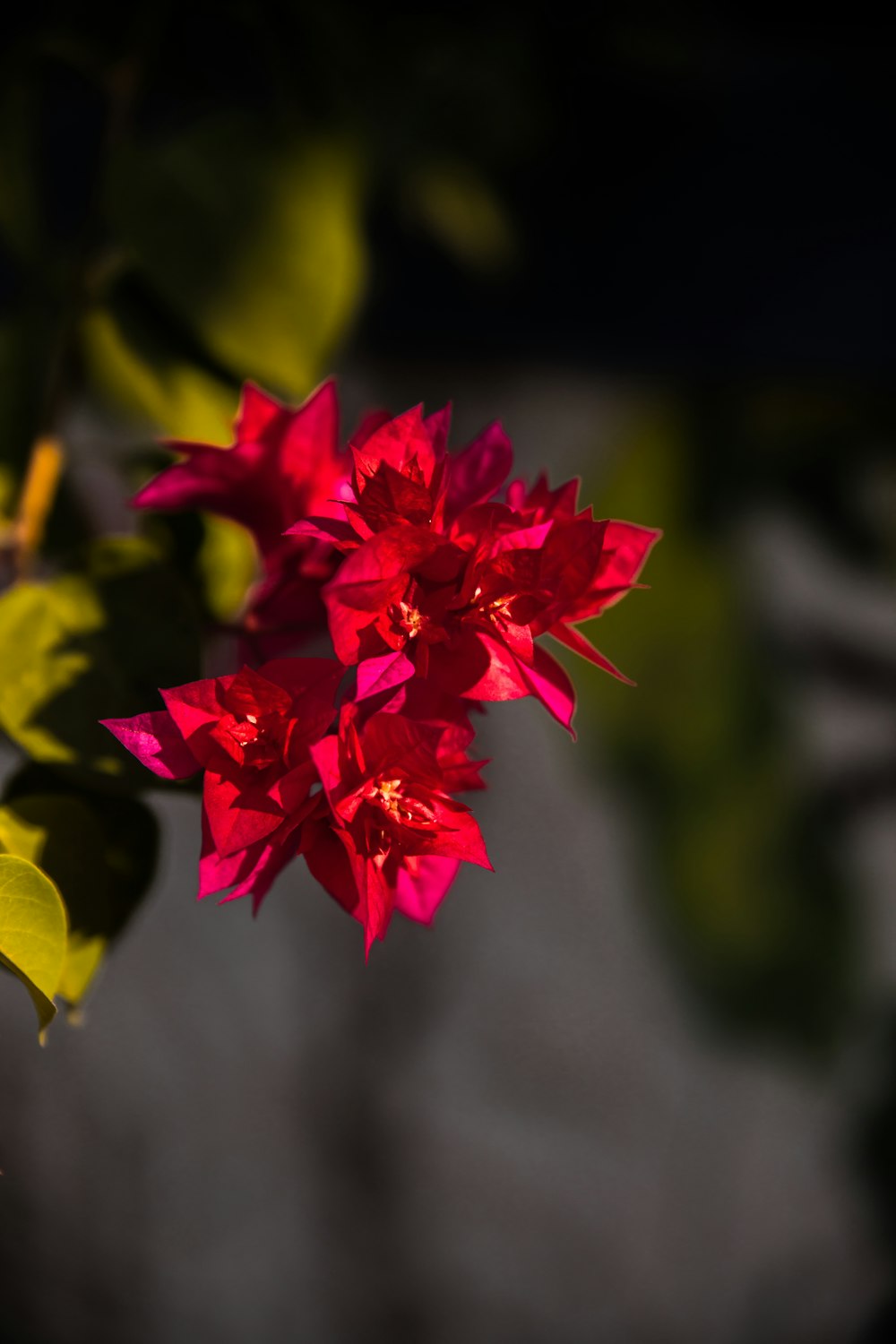 red flower in tilt shift lens