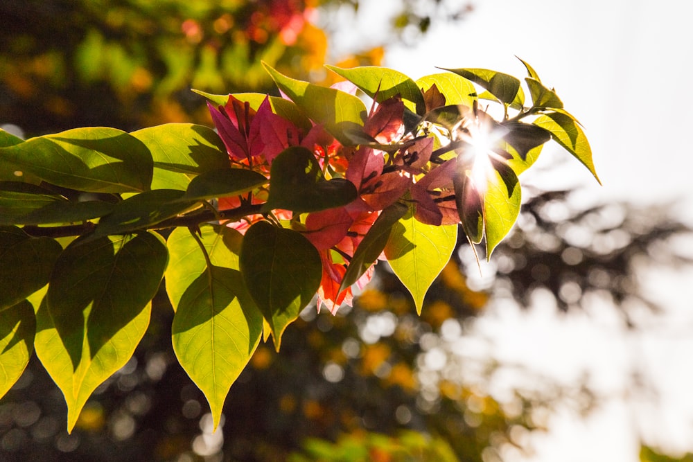 green and red maple leaves in tilt shift lens