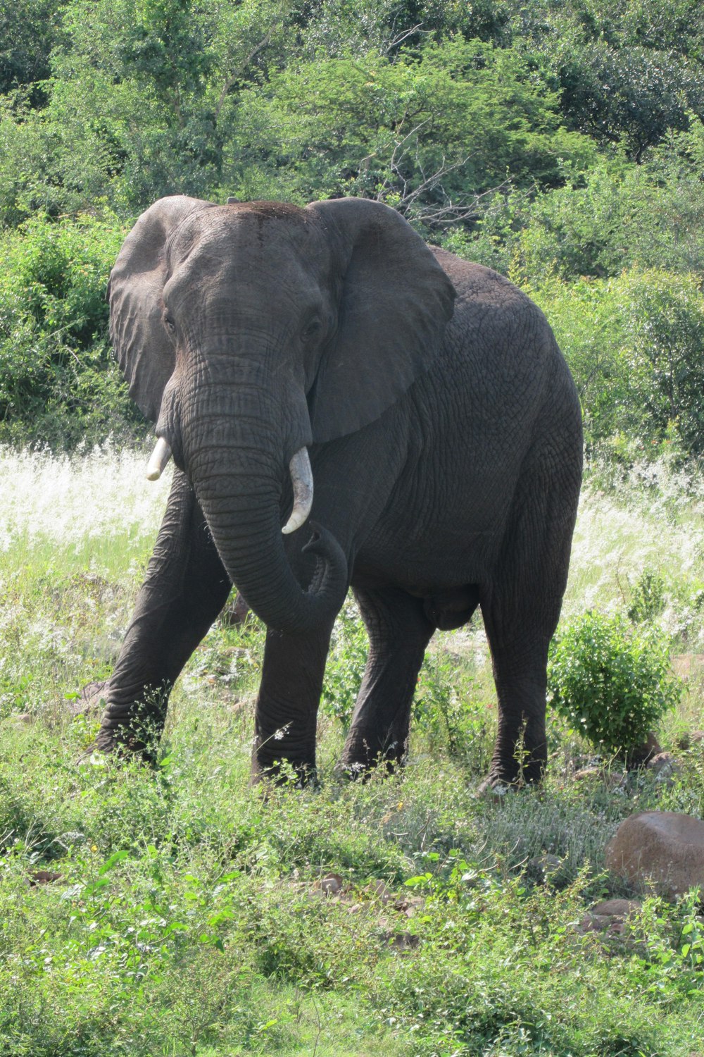 brown elephant