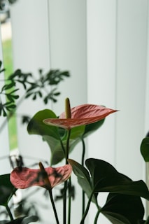 blooming red anthurium flower
