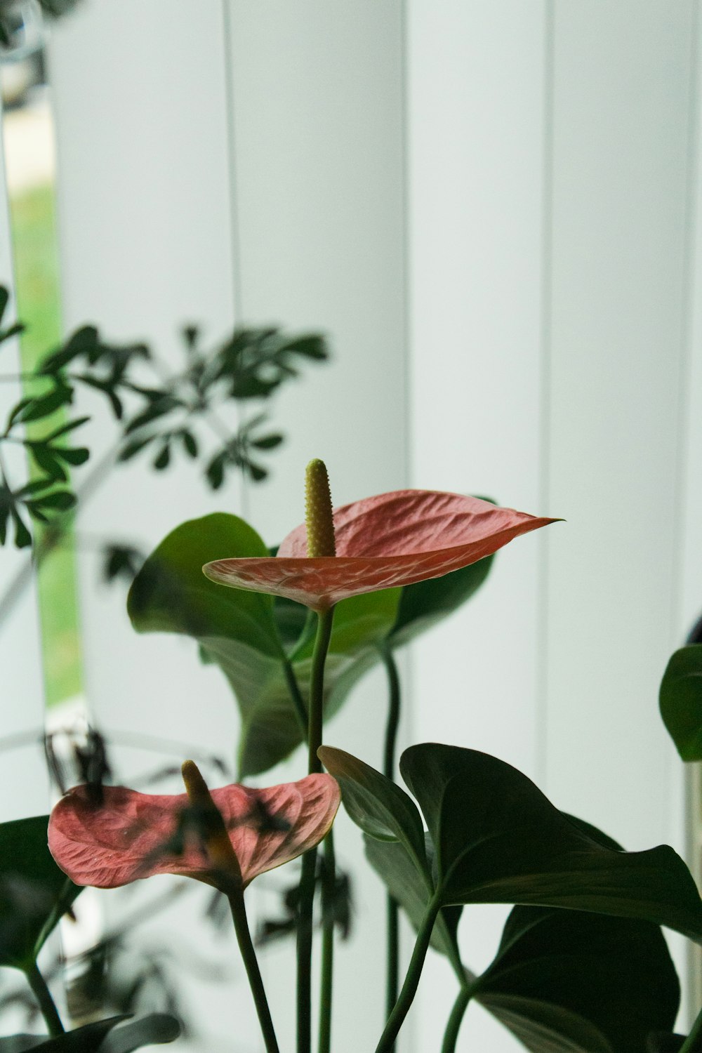 blooming red anthurium flower