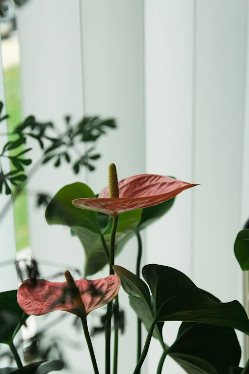 durban flowers - red anthurium