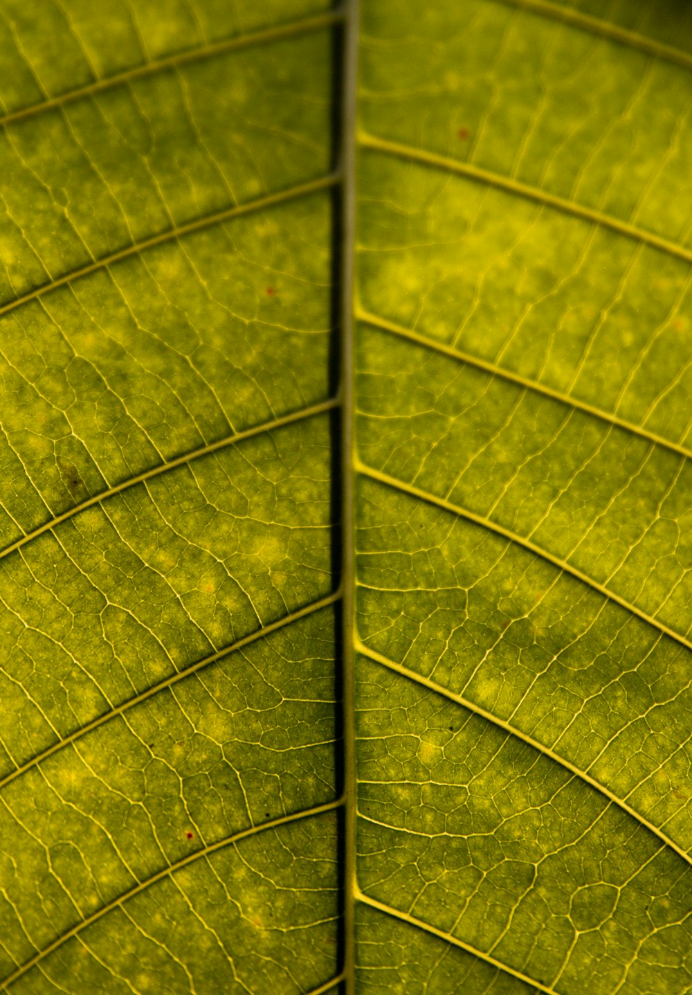 macro photography of green leaf