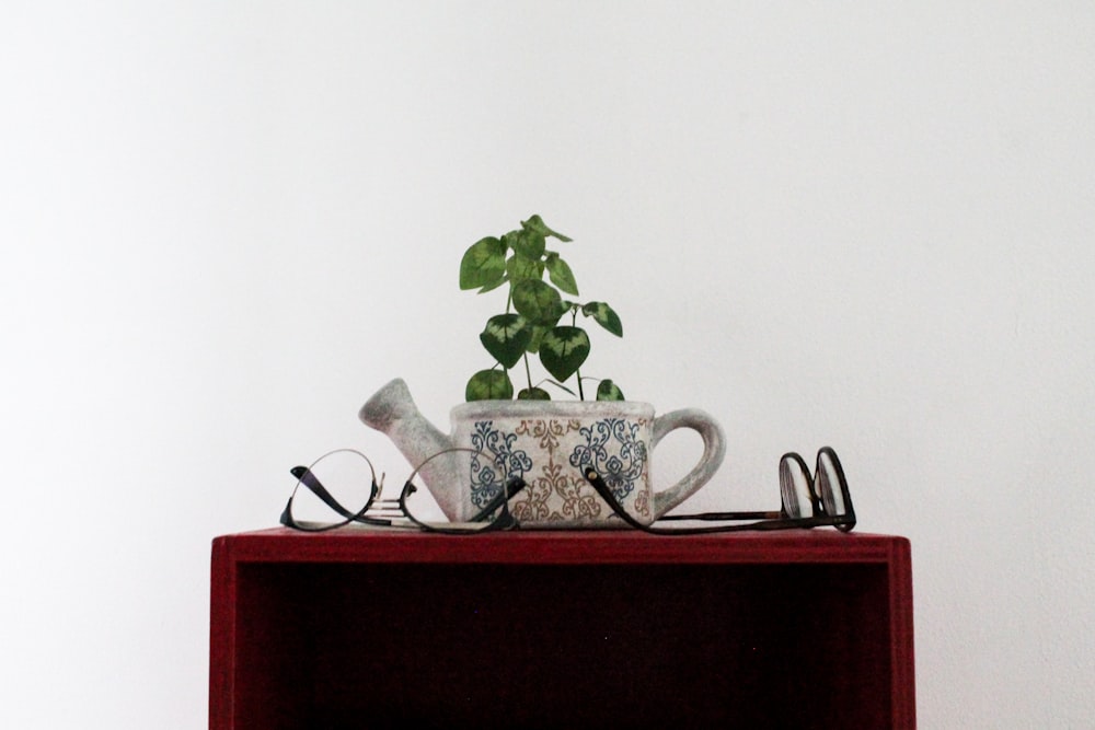 pianta a foglia verde in vaso di ceramica bianca