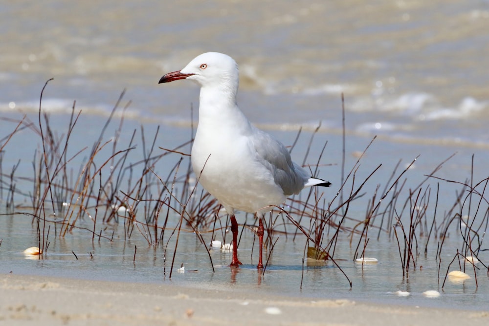 white dove standing in body of water