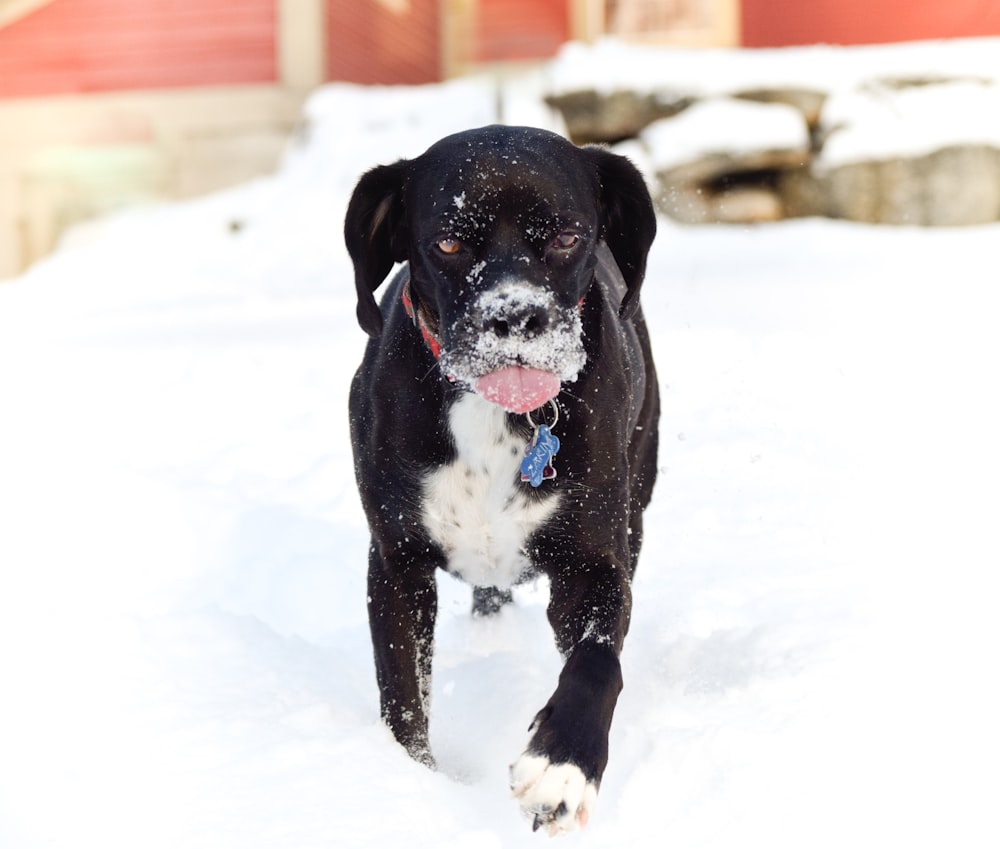 雪の上を走る犬