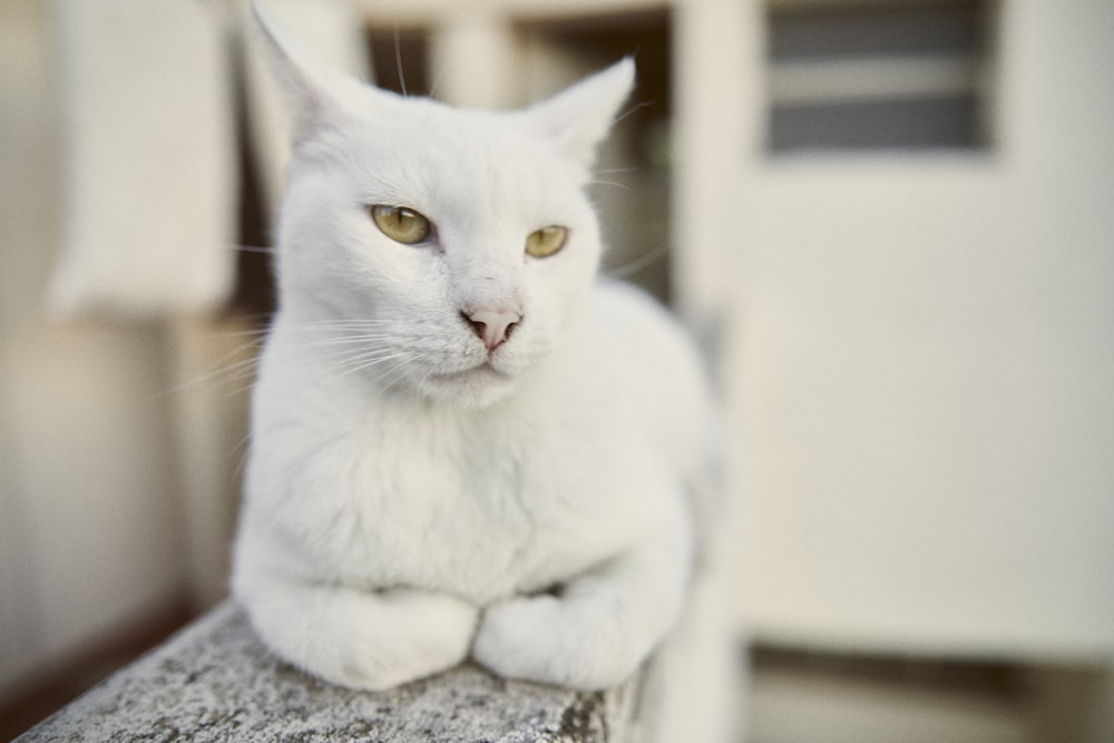 500 White Cat Pictures Hd Download Free Images On Unsplash