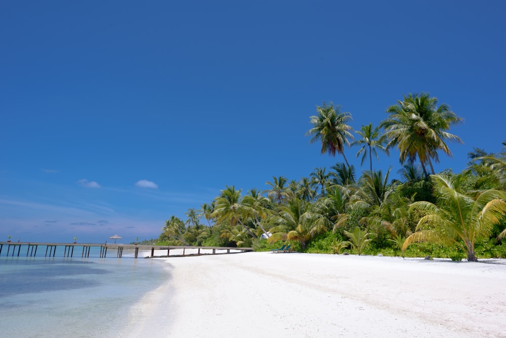 seashore near trees during daytime