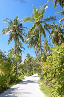 Sunlit sandy road winding through lush greenery in Chiconi, Mayotte under a clear blue sky.