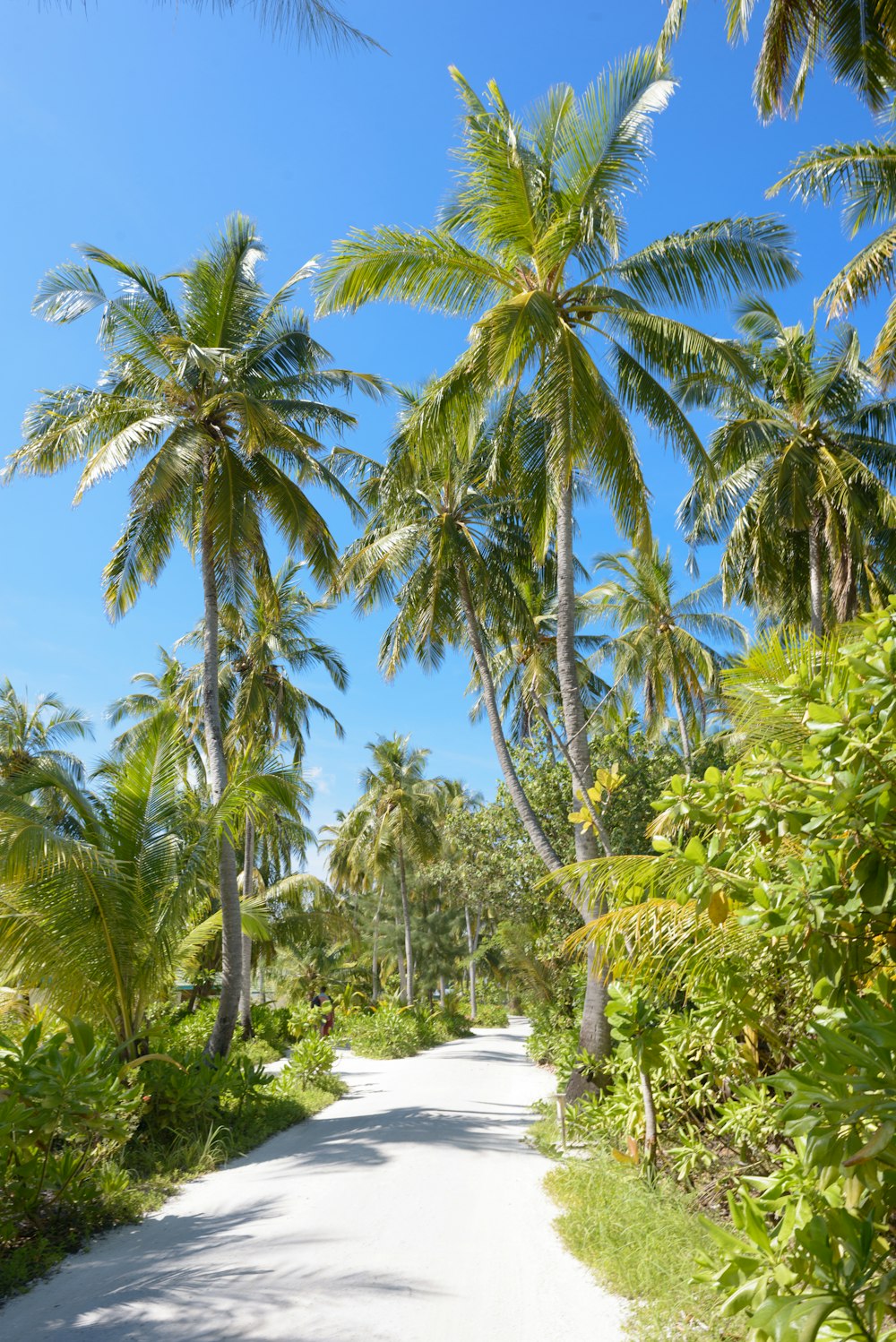 pathway between trees during daytime