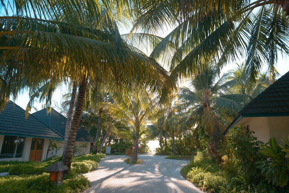 white pathway between coconut trees