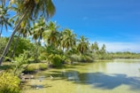 A tranquil tropical landscape with lush green palm trees lining the shore of a calm body of water. The sky is bright and clear, contributing to the serene atmosphere.