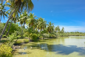 A tranquil tropical landscape with lush green palm trees lining the shore of a calm body of water. The sky is bright and clear, contributing to the serene atmosphere.